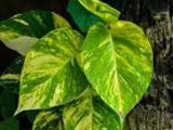 Taro Vine plant photo by Aiden named Pothos on Greg, the plant care app.