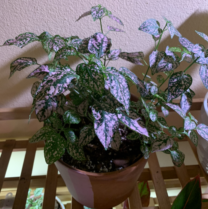 Polka Dot Plant plant photo by Christin named Mr. Pink on Greg, the plant care app.