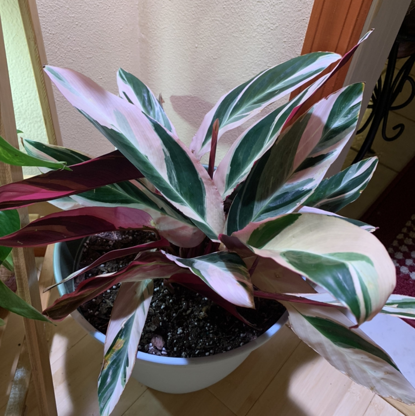 Never Never Plant with variegated leaves in a pot, well-framed and in focus.