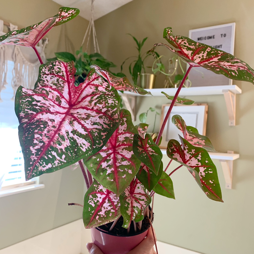 Healthy Caladium 'Heart of Jesus' plant with vibrant pink and green heart-shaped leaves in a decorative red and white pot.
