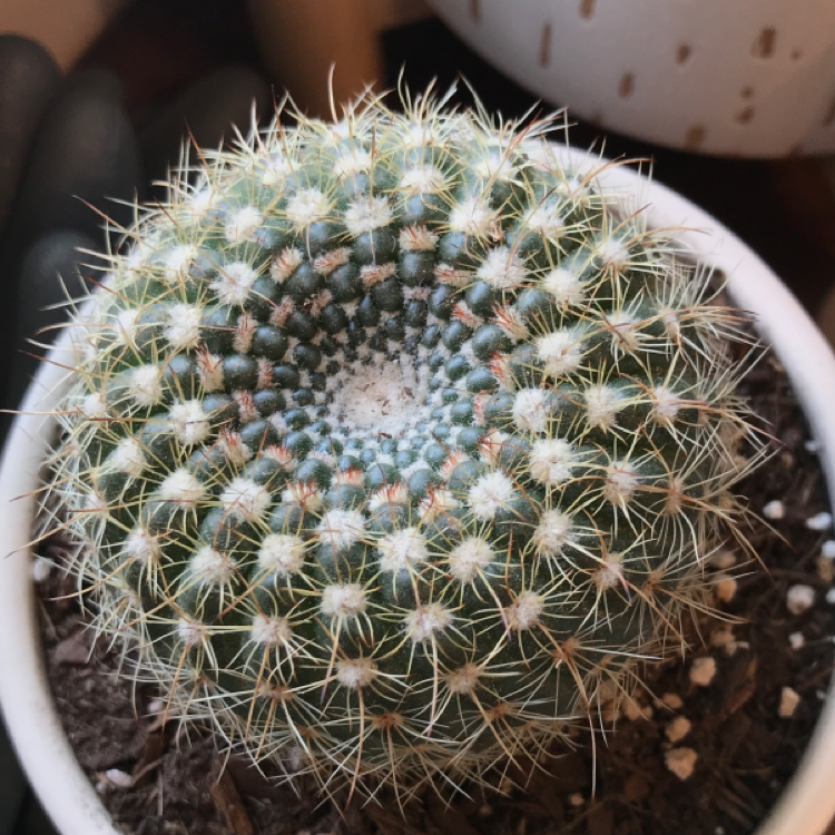 Photo of the plant species Owl's Eye Cactus by @nwillenglish named Kamehameha on Greg, the plant care app
