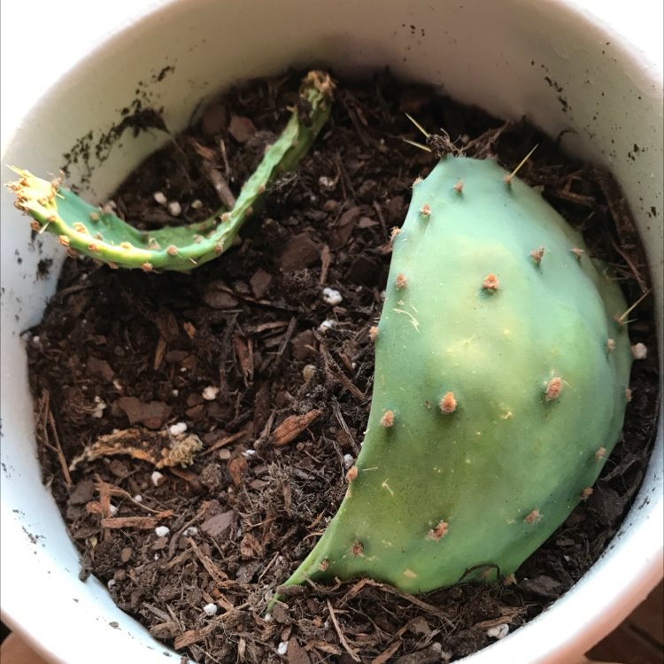 Photo of the plant species Grassland Prickly Pear by @nwillenglish named Homer on Greg, the plant care app