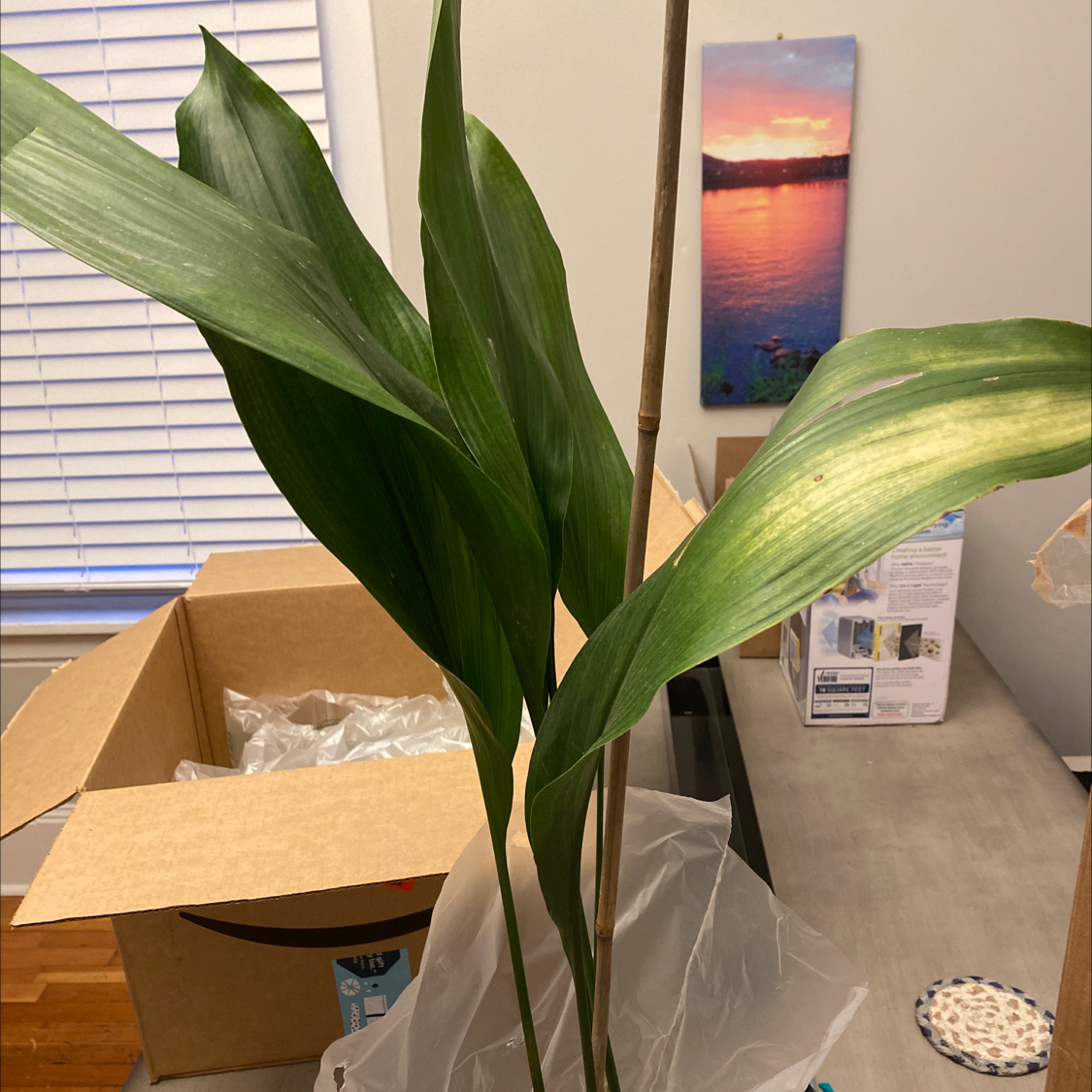 Cast Iron Plant with some yellowing on one leaf, indoors with a box in the background.