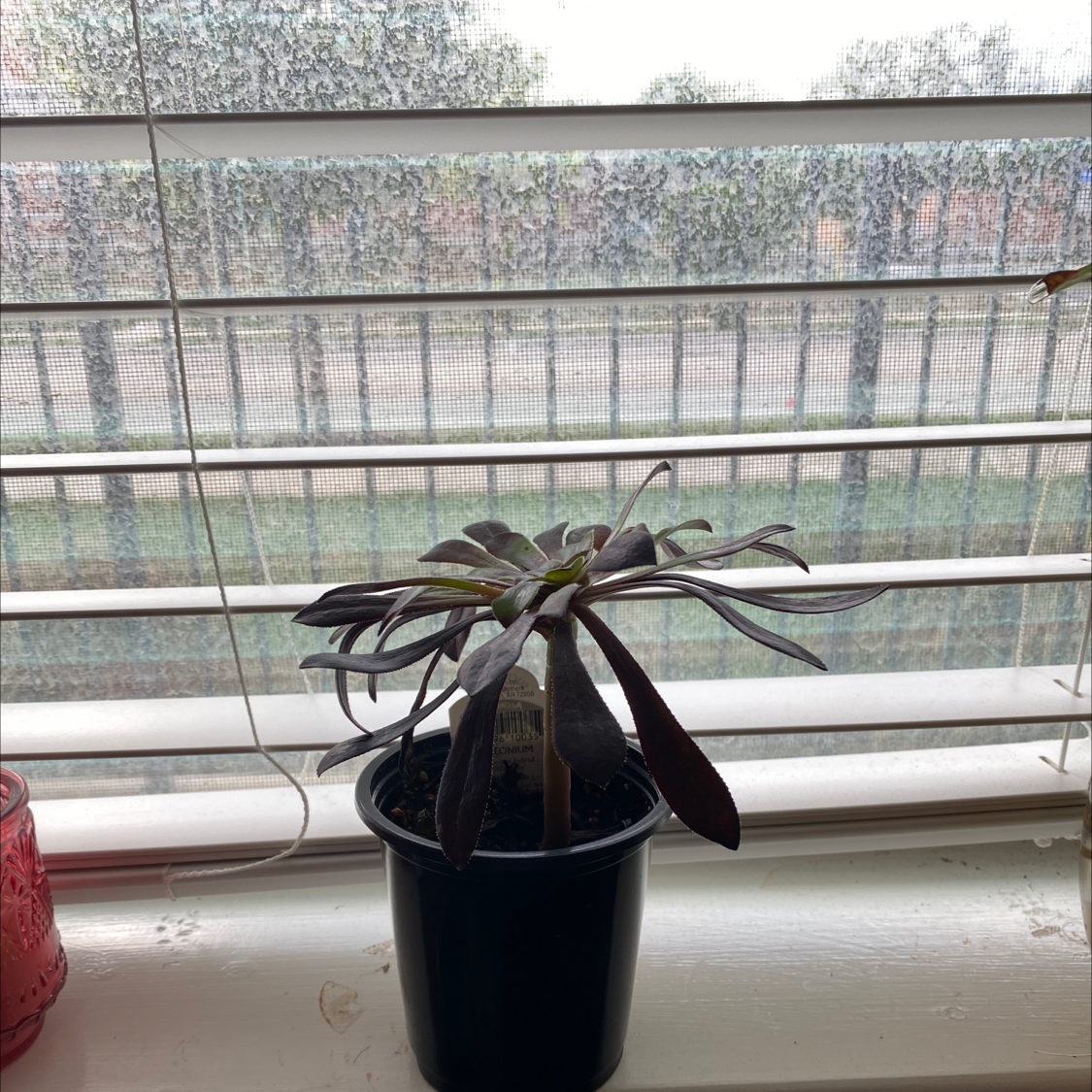Aeonium arboreum 'Zwartkop' in a pot on a windowsill with blinds in the background.