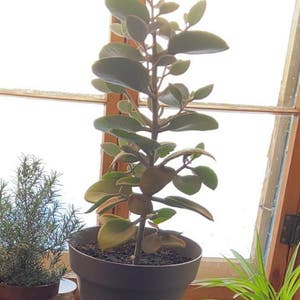 Leather Plant plant photo by @fouifon named Athena on Greg, the plant care app.