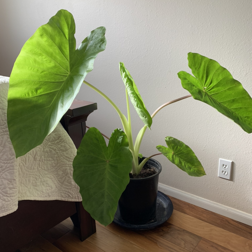 Photo of the plant species Colocasia 'Royal Hawaiian Maui Gold' by @thedoodledraws named Jin on Greg, the plant care app