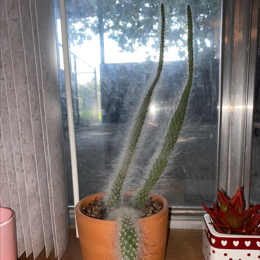Potted Mexican Night-Bloom Cereus cactus on a windowsill, healthy and well-framed.