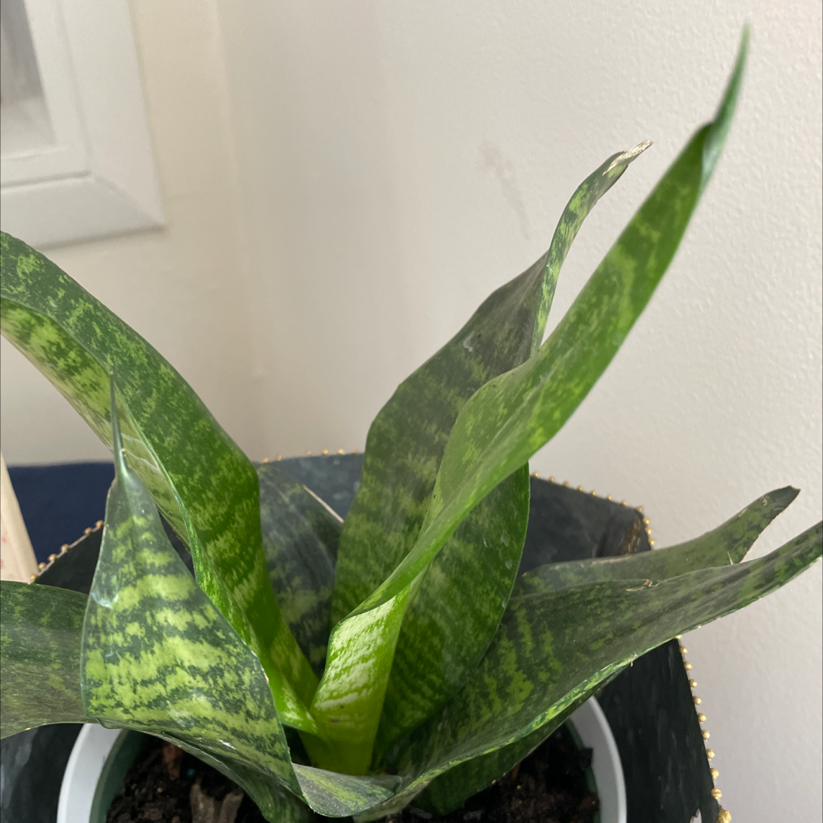 Snake Plant plant photo by Aggie named Athena on Greg, the plant care app.