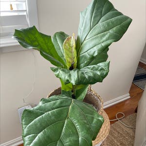 Fiddle Leaf Fig plant photo by Aggie named Figyonce on Greg, the plant care app.