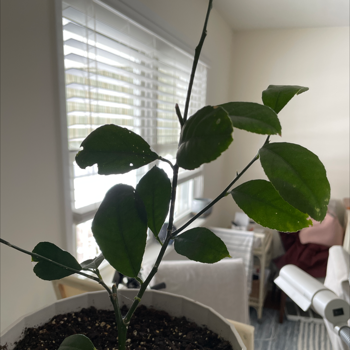 Makrut Lime plant photo by Aggie named Gomez on Greg, the plant care app.