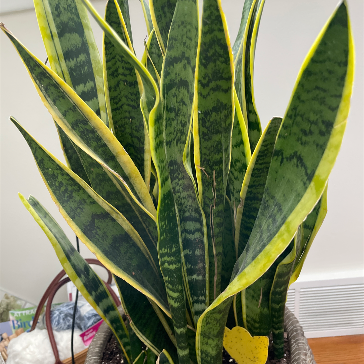 Snake Plant plant photo by Aggie named Aristotle on Greg, the plant care app.