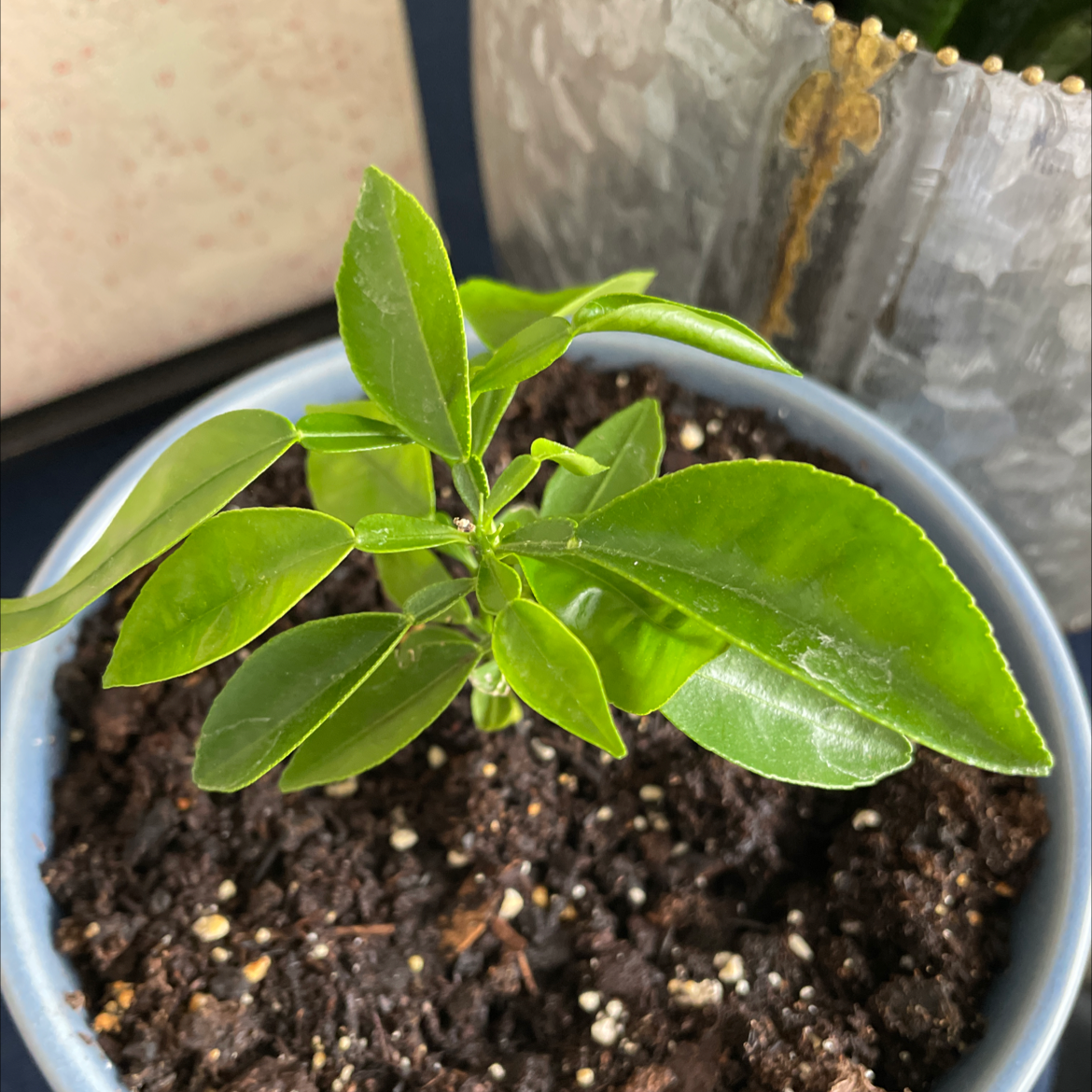 Young grapefruit tree in a pot with healthy green leaves and visible soil.