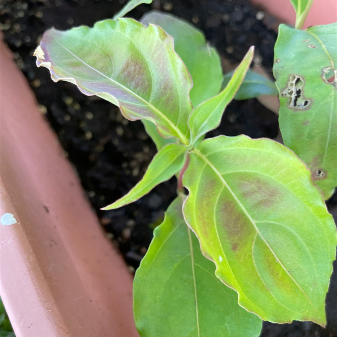 Dragon's Tongue plant photo by Aggie named Hemingway on Greg, the plant care app.