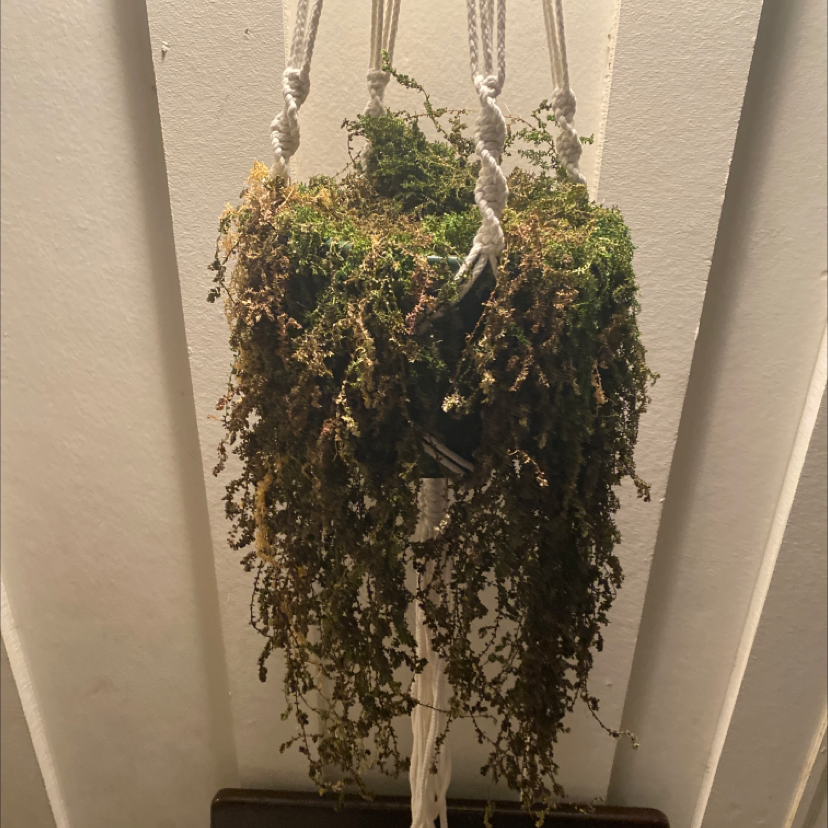 Hanging green Selaginella kraussiana club moss plant with long cascading branches full of small, delicate leaves against beige wall.