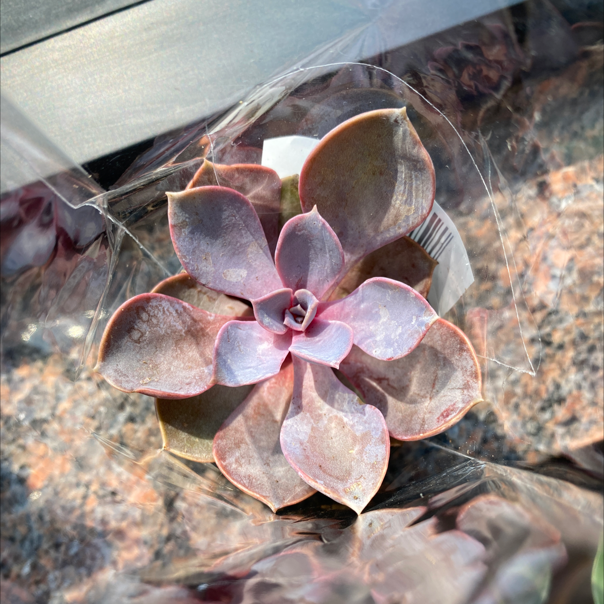 San Gabriel River Dudleya succulent with pinkish leaves in a plastic container.