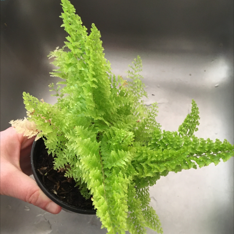 Healthy, vibrant Boston fern with lush green fronds being held up by a human hand to showcase its beauty and excellent condition.