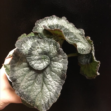 Photo of the plant species Rex Begonia by Lilragan named Snail on Greg, the plant care app