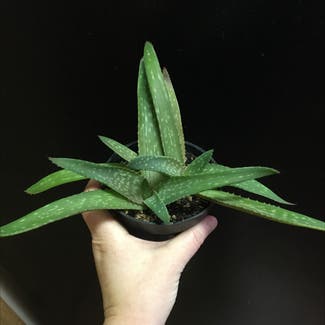 Aloe Vera plant in Boise, Idaho