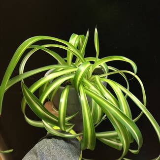 Spider Plant plant in Boise, Idaho