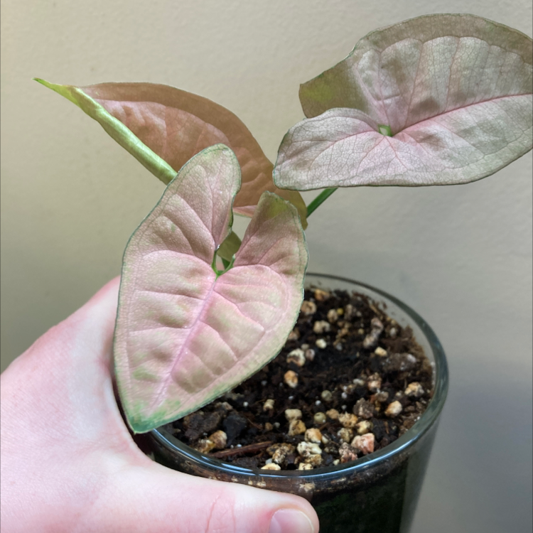 Arrowhead plant with distinctive arrow-shaped variegated leaves in shades of green and pink. One leaf shows yellowing. Held in small pot.