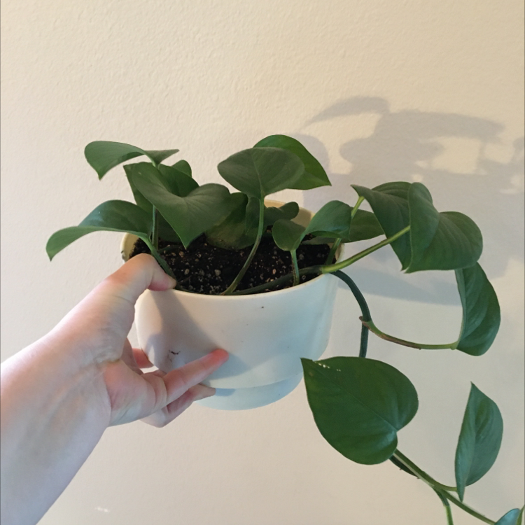 Photo of the plant species Jade Pothos by @LilRagan named White pothos on Greg, the plant care app