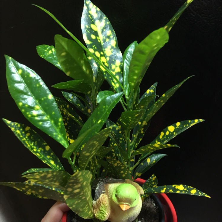 A hand holding a vibrant and healthy variegated Croton 'Petra' plant with glossy green, yellow and red leaves.