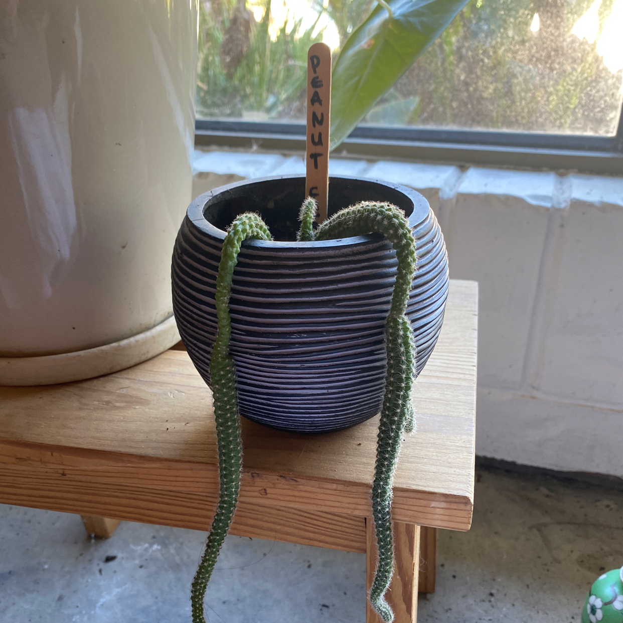 Peanut Cactus in a striped pot on a wooden surface, appears healthy.