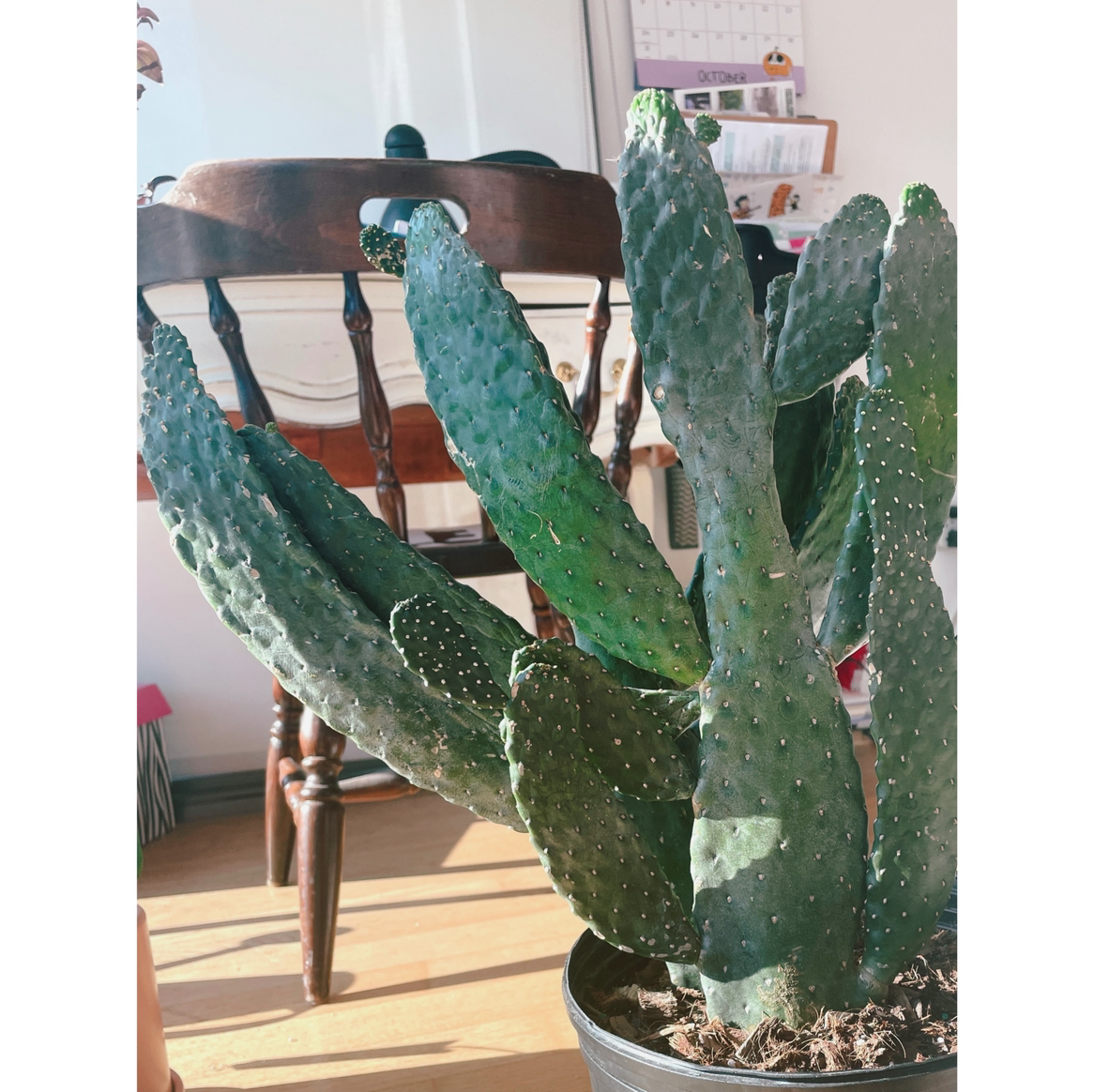 Road Kill Cactus with multiple green pads in a pot indoors.