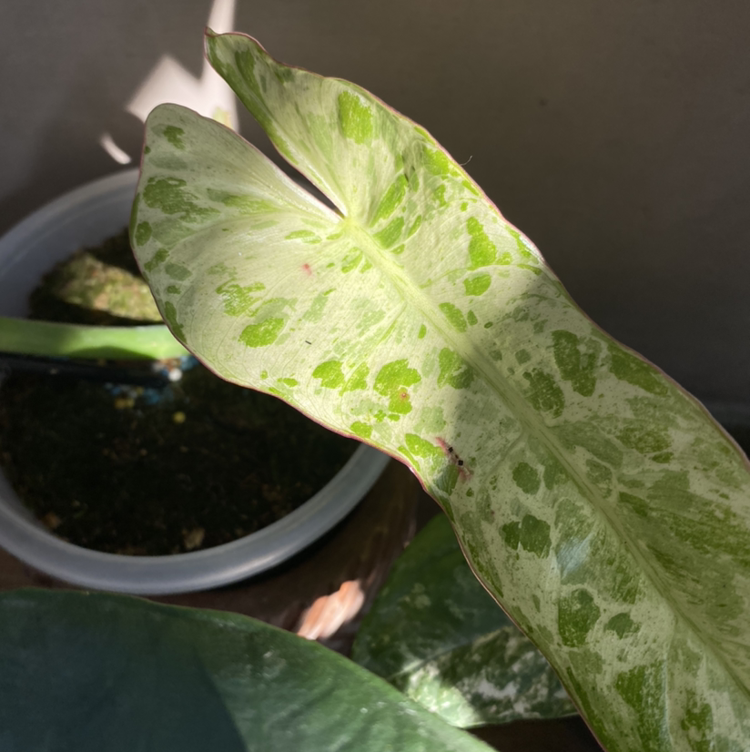 Photo of the plant species Paraiso Verde Philodendron by @appai named Verd on Greg, the plant care app