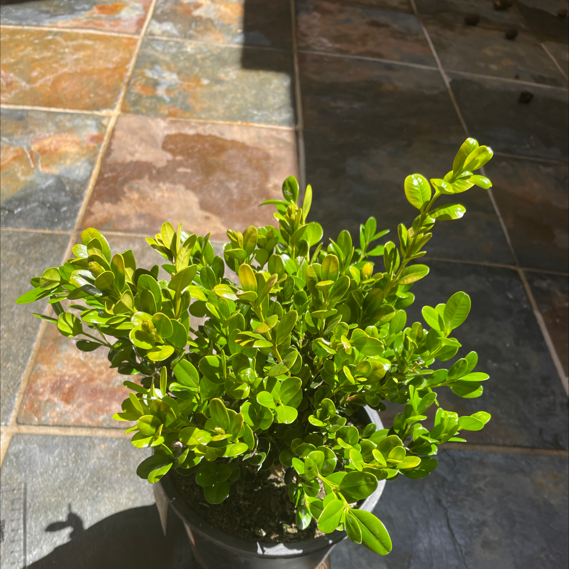Healthy potted Common Boxwood plant with dense green foliage, neatly trimmed into rounded shape, on tiled floor.
