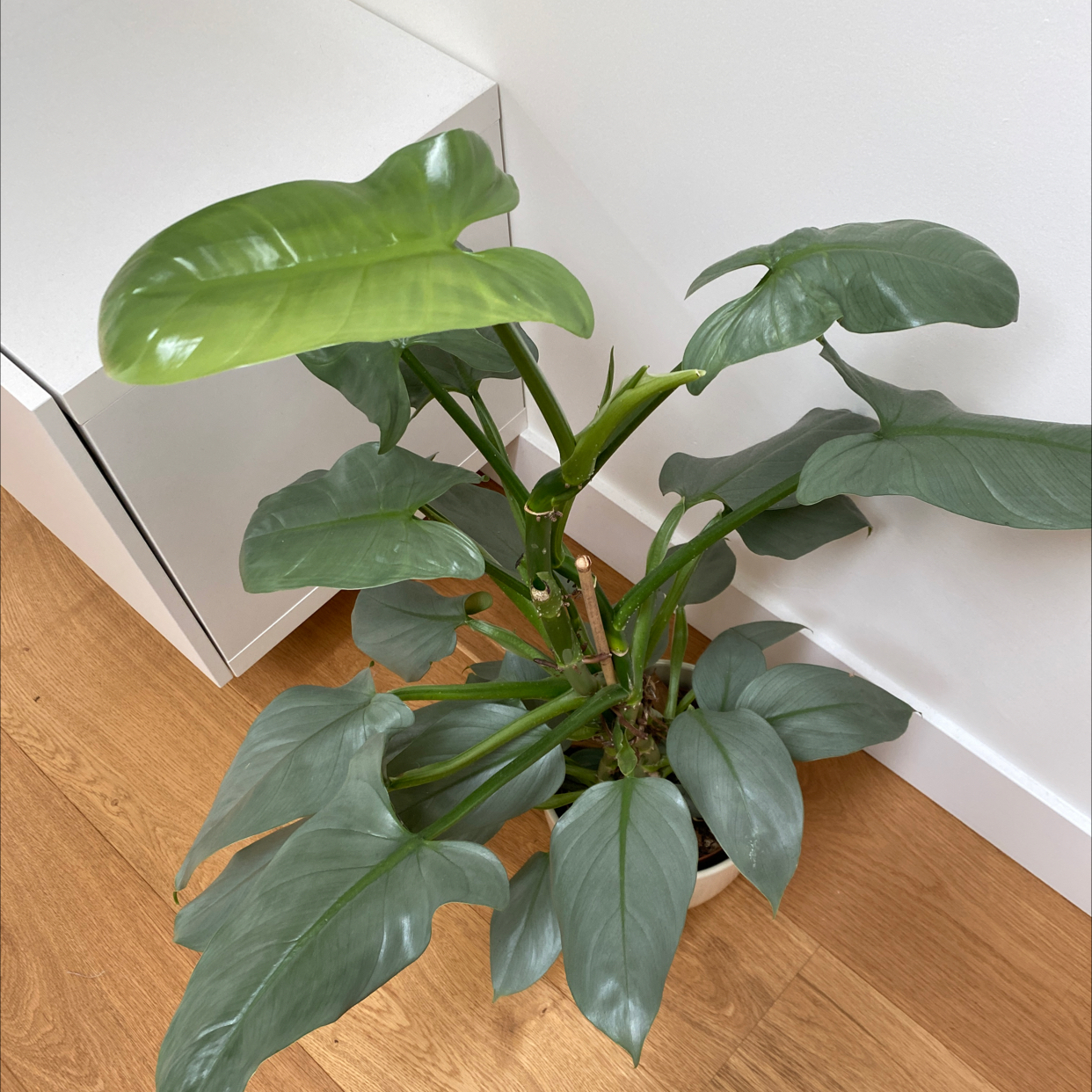 Photo of the plant species Green Arrow-Arum by @jord named Oliver on Greg, the plant care app