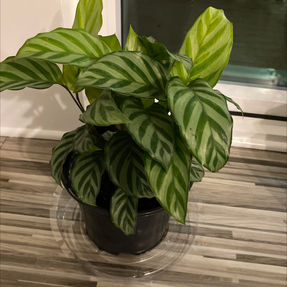 Cathedral Windows plant with vibrant green striped leaves in a black pot on a clear saucer.