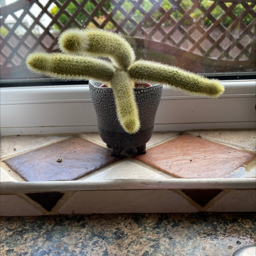 Photo of the plant species Rat Tail Cactus by @lucyrenwick named Cactus2 on Greg, the plant care app