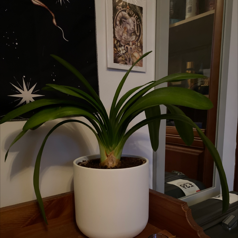 Photo of the plant species Bush Lily by @lucyrenwick named Grandad’s Plant on Greg, the plant care app