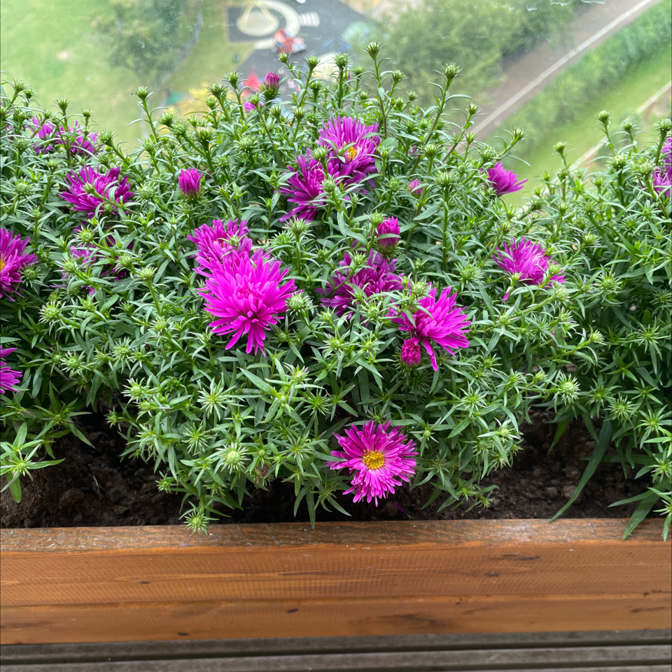Why Are My New England Aster Leaves Turning Yellow?