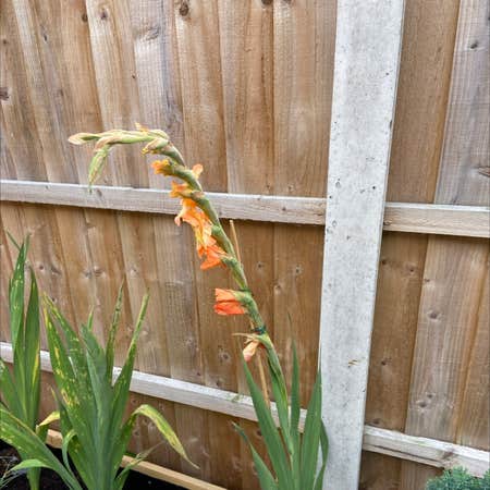 Photo of the plant species Cornflag by Daniel named Zion on Greg, the plant care app