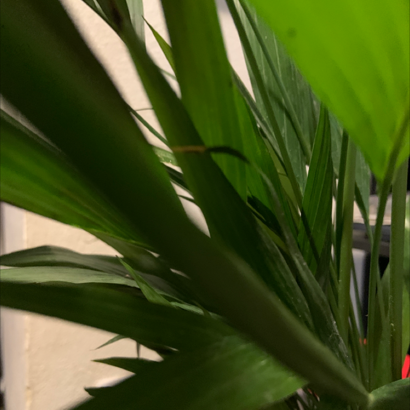 Close-up of healthy green Areca Palm foliage with elongated feather-shaped fronds, no discoloration or damage visible.