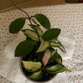 Hoya Carnosa Tricolor plant in Mashpee, Massachusetts
