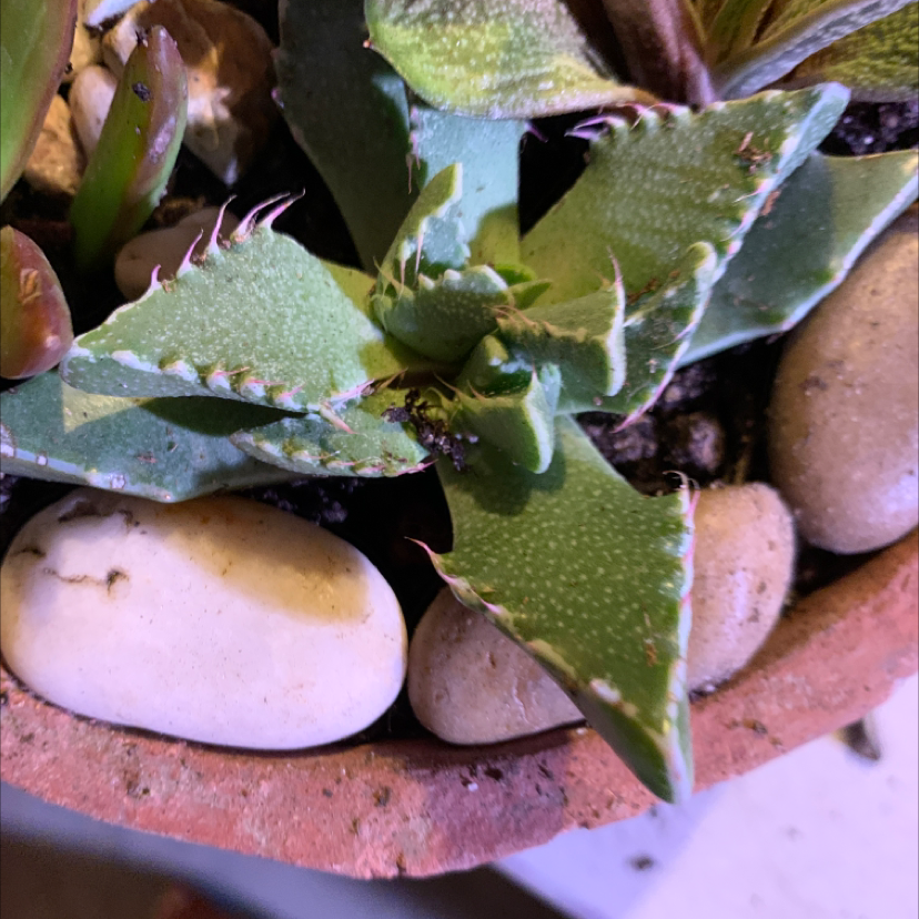 Photo of the plant species Tiger's Jaw by @Sarimelati named Your plant on Greg, the plant care app