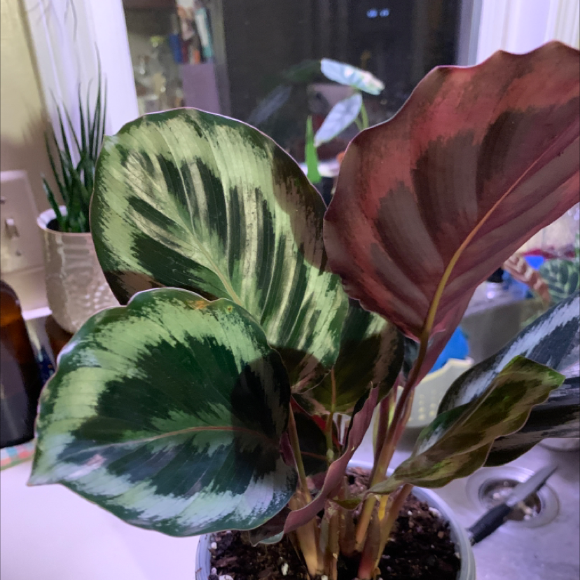 Photo of the plant species Calathea 'Medallion' by @Sarimelati named Clooney on Greg, the plant care app