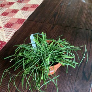 Grass-leaved Hoya plant in Mashpee, Massachusetts