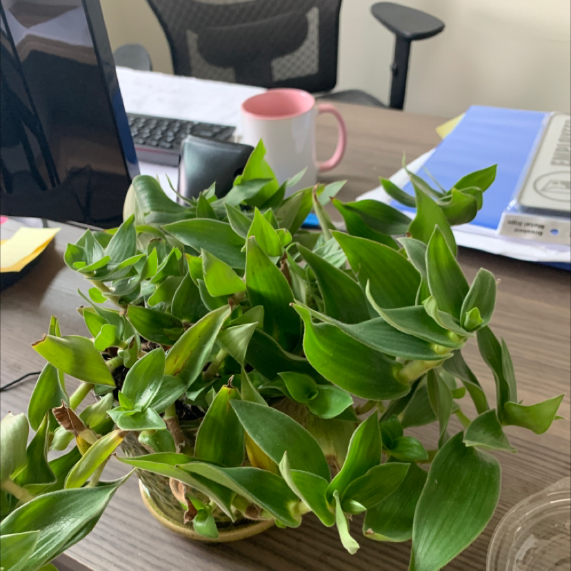 Photo of the plant species Spreng by @Sarimelati named Hemingway on Greg, the plant care app