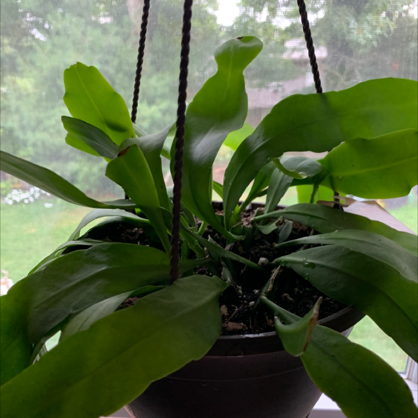Photo of the plant species Dutchman's Pipe Cactus by @Sarimelati named Rihanna on Greg, the plant care app