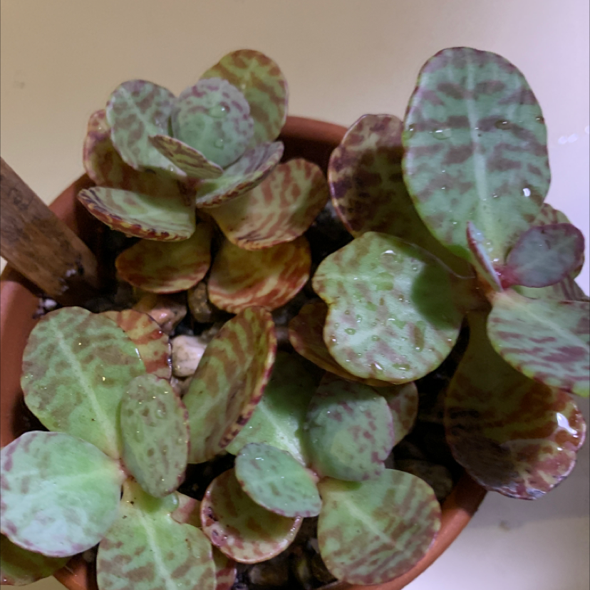 Photo of the plant species Kalanchoe humilis by @Sarimelati named Kesha on Greg, the plant care app