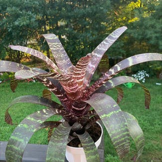 A plant in Mashpee, Massachusetts