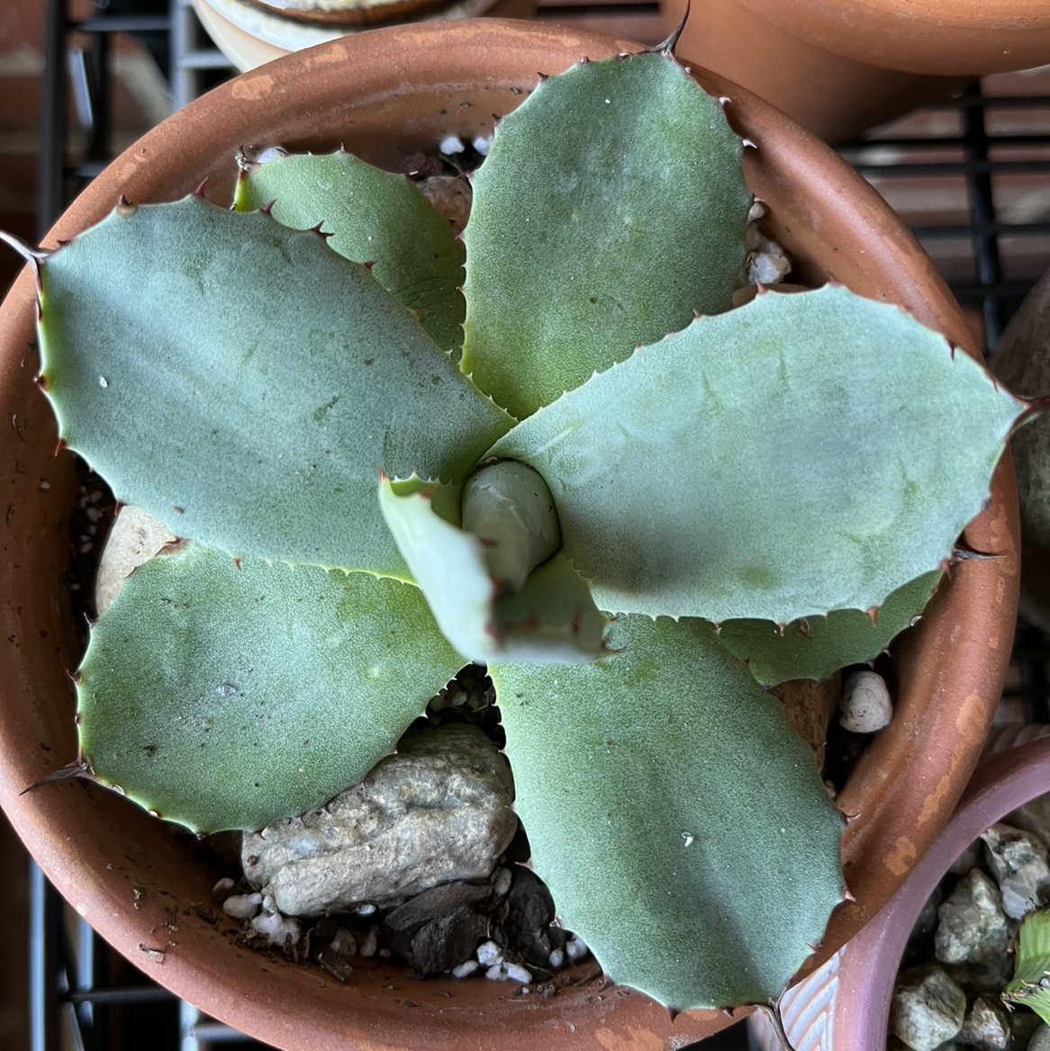 Butterfly Agave plant in a terracotta pot with visible soil and healthy leaves.