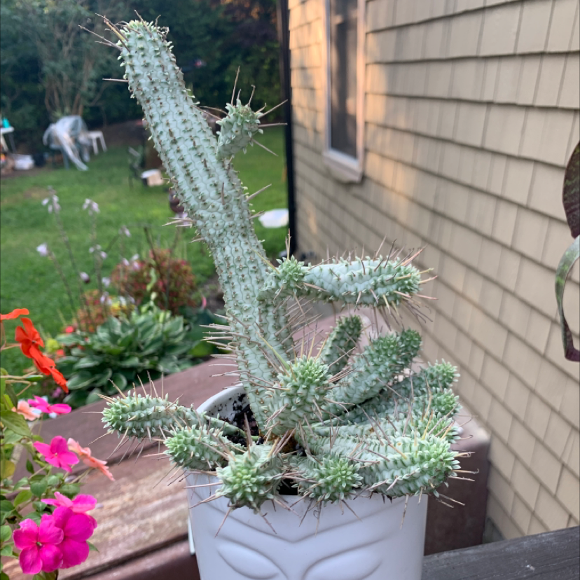 Photo of the plant species Corncob Cactus by @Sarimelati named Pax on Greg, the plant care app