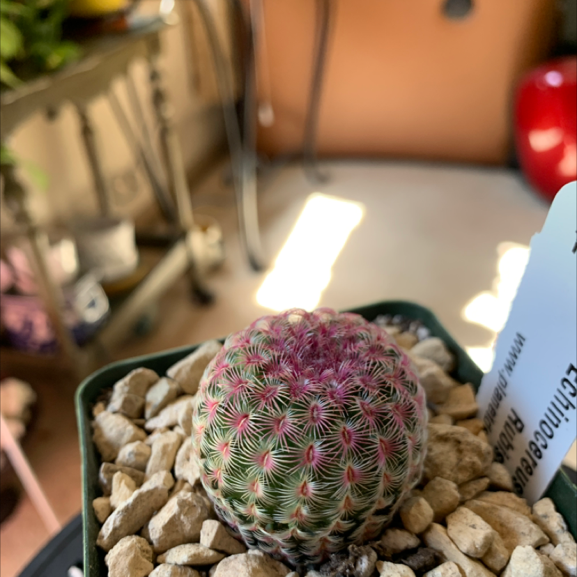 Photo of the plant species Comb Hedgehog Cactus by @Sarimelati named Apollo on Greg, the plant care app