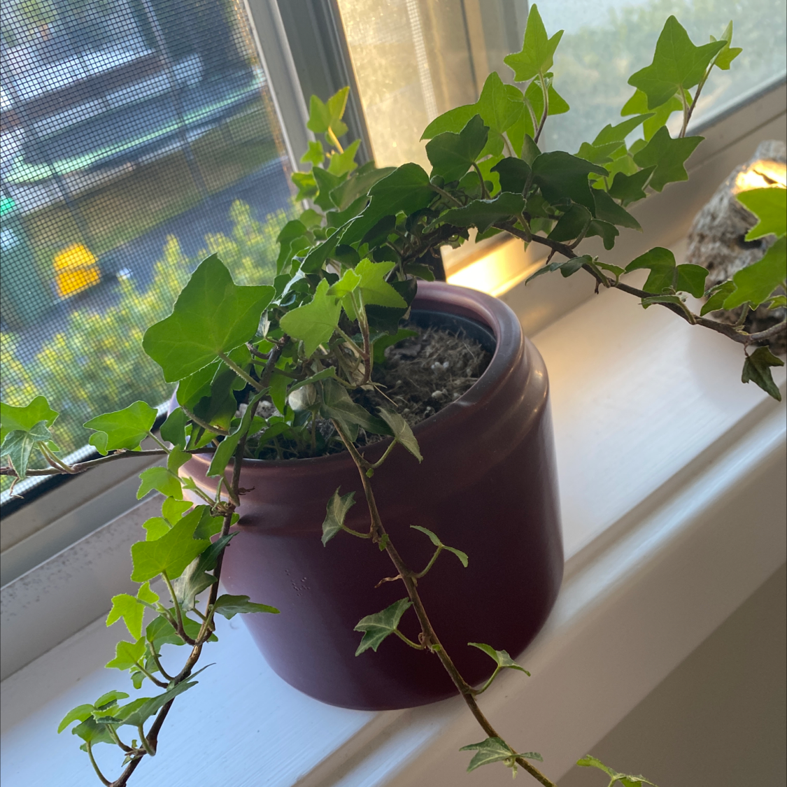 English Ivy plant photo by Emily named Ivan on Greg, the plant care app.