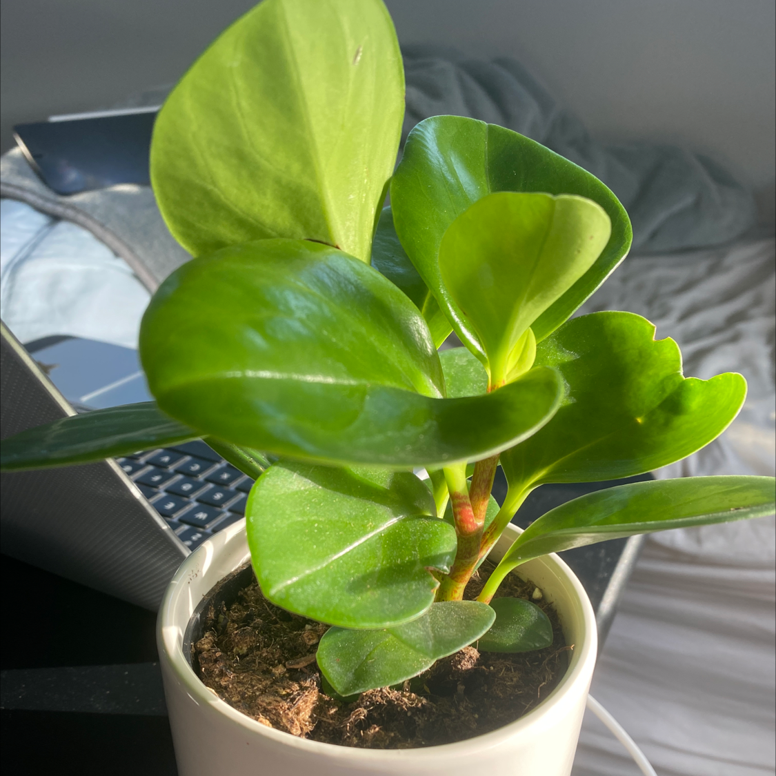 Baby Rubber Plant plant photo by Emily named Your plant on Greg, the plant care app.